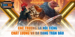 Các Trường Gà Nổi Tiếng, Chất Lượng Và Đa Dạng Trận Đấu